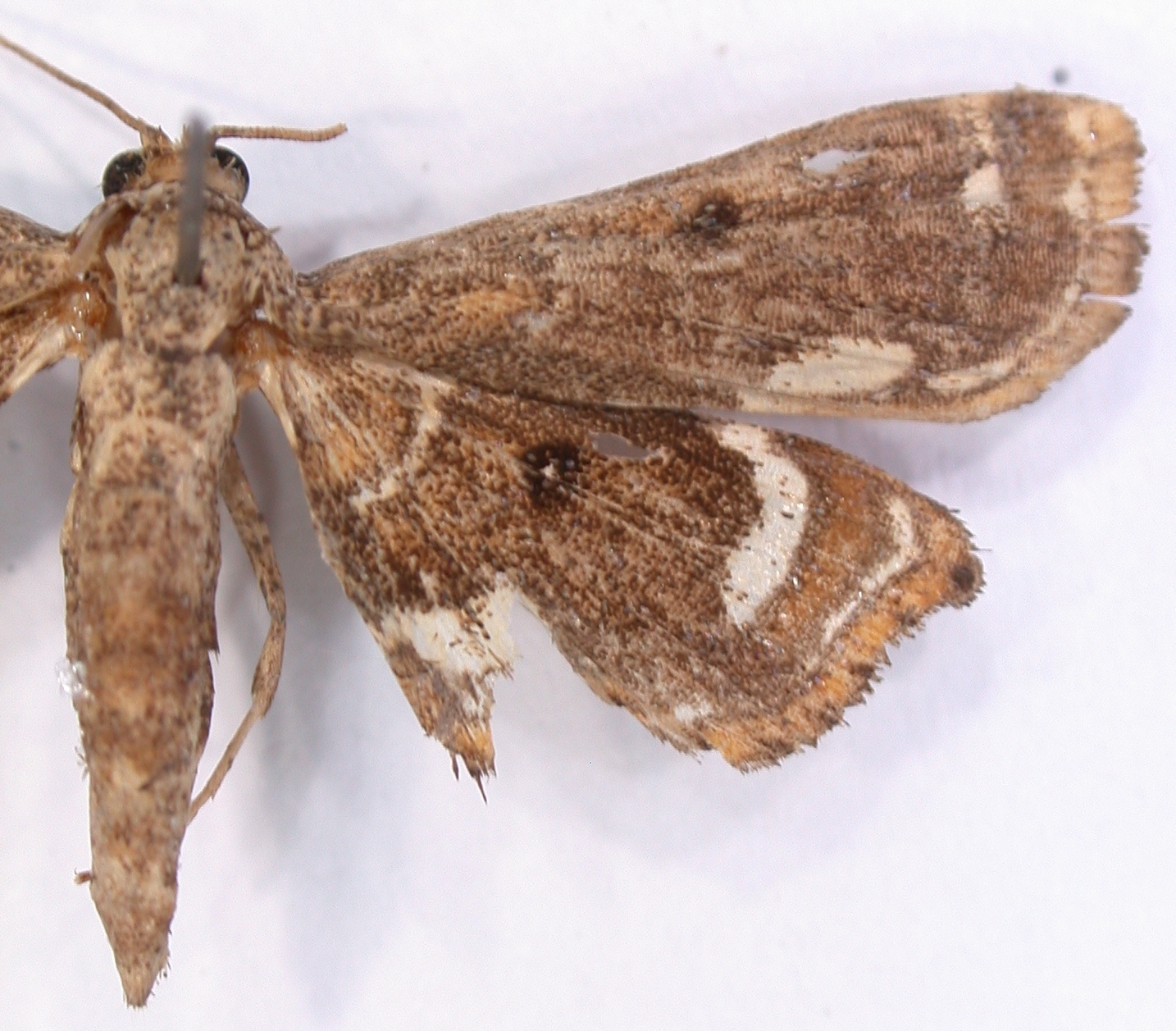 Musotima sp. 4