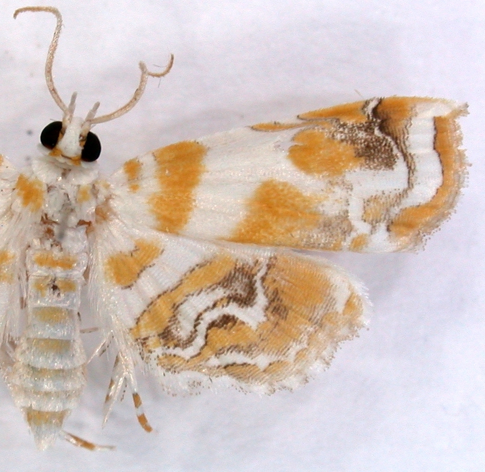 Musotima sp. 5