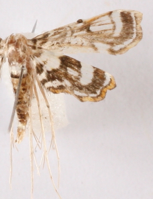 Cymoriza sp. 7