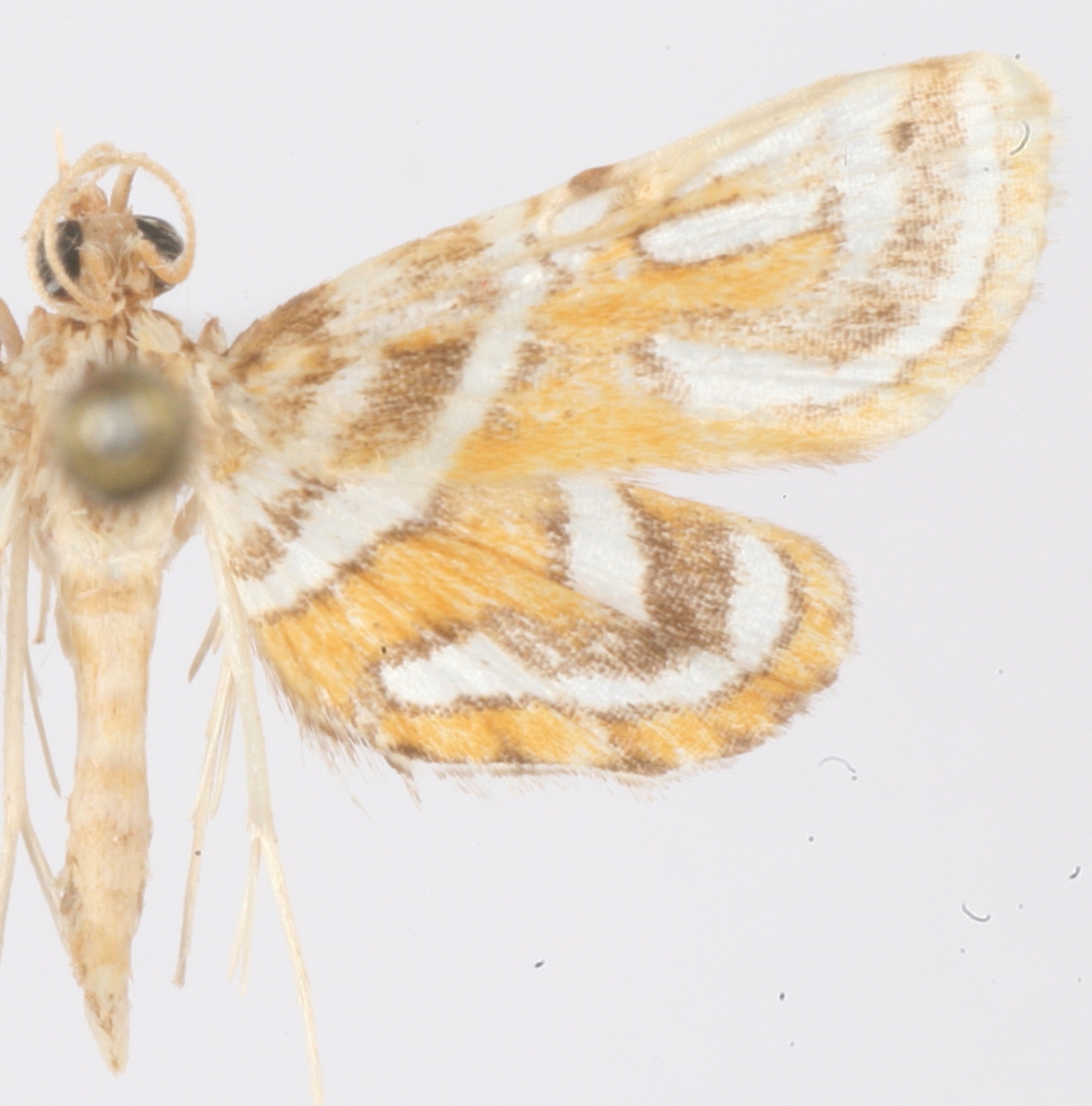 Cymoriza sp. 8