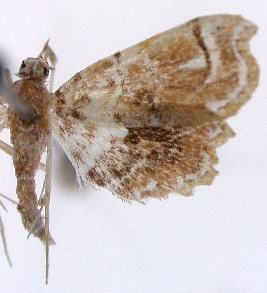 Musotima sp. 15