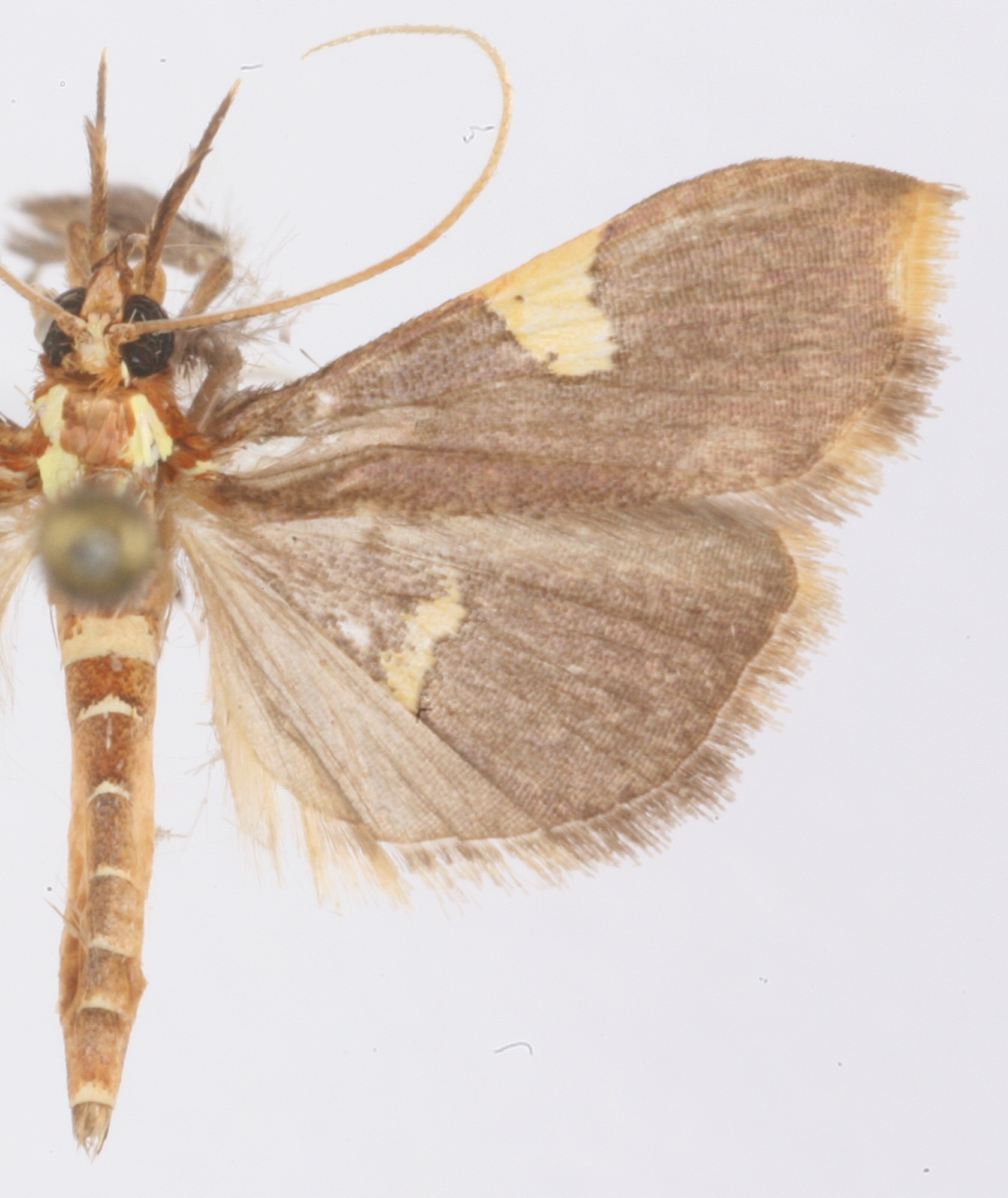 Neogenesis sp. 1.