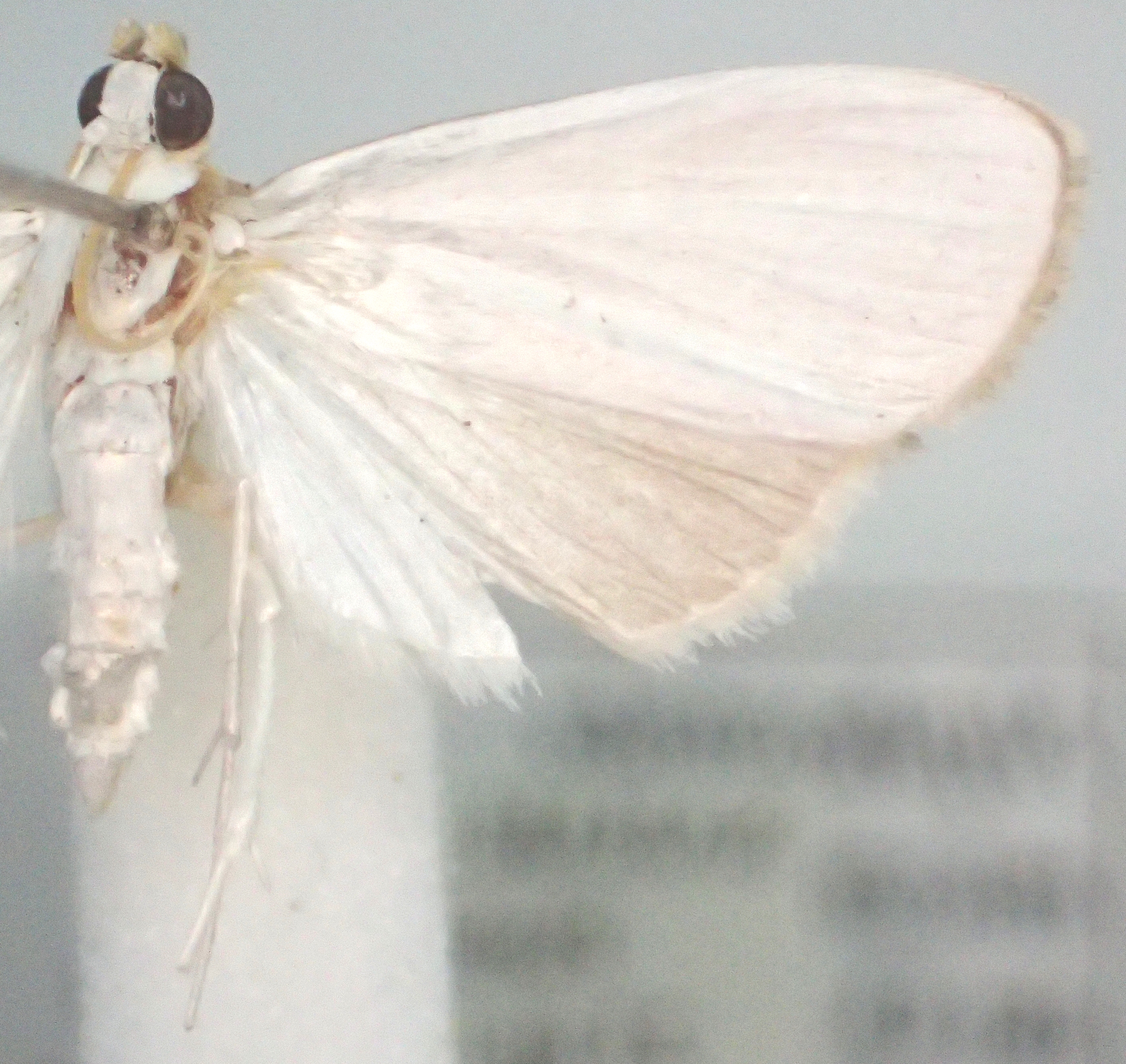 Niphostola micans Hampson specimen plate