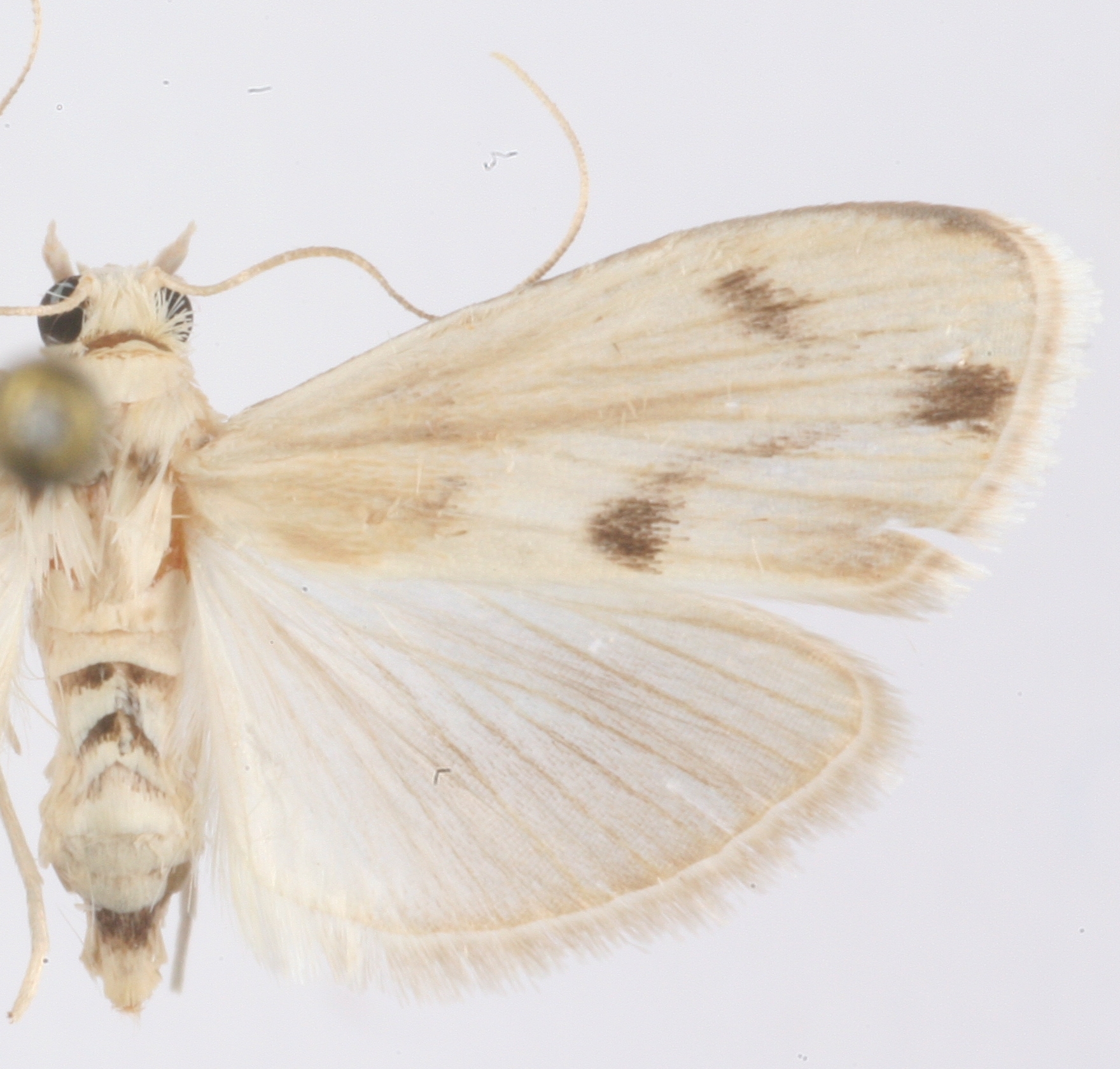Niphostola sp. 2
