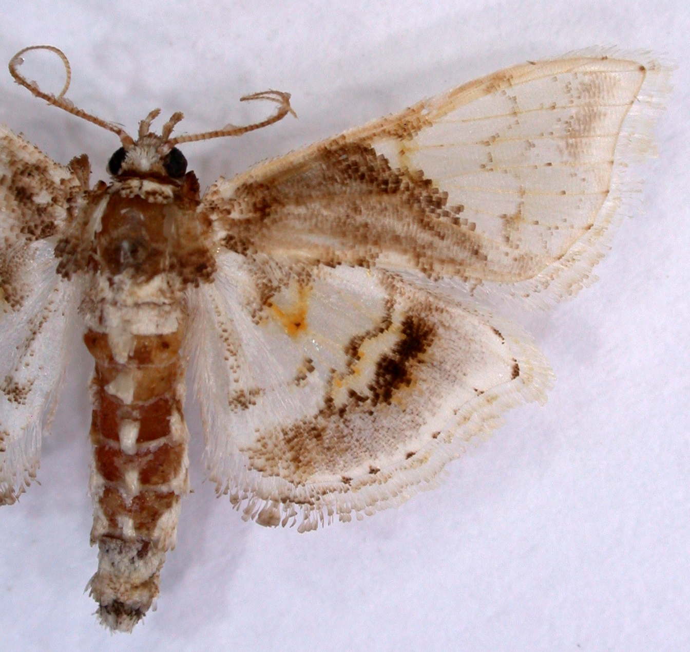 Noctuelia sp. 5