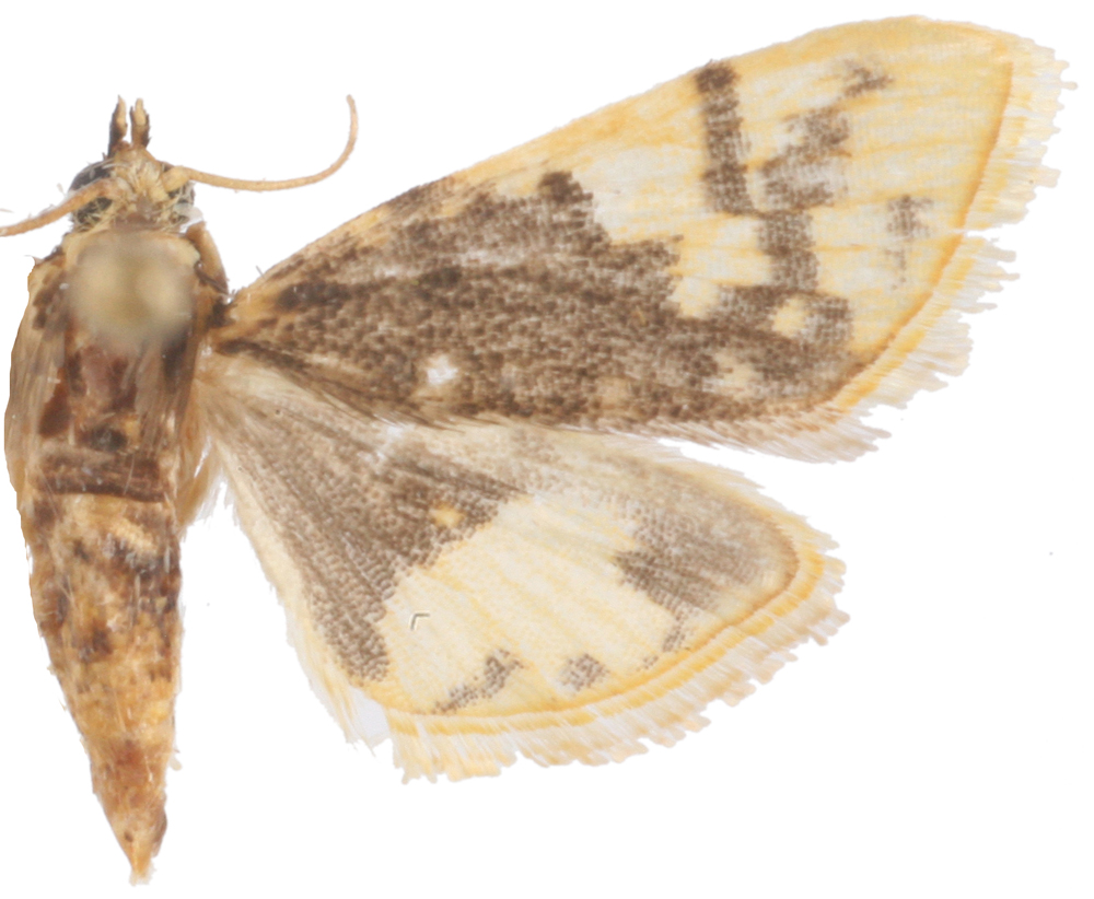 Noctuelia sp. 1