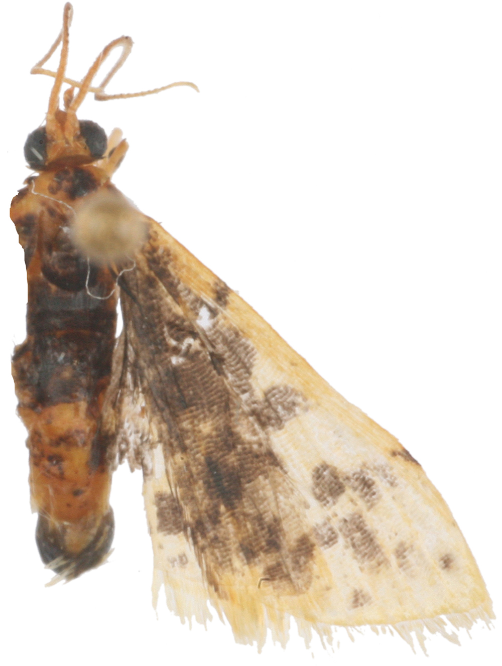 Noctuelia sp. 2