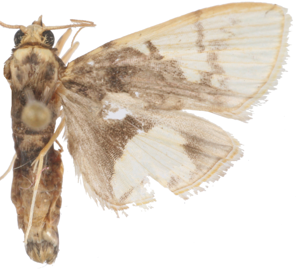 Noctuelia sp. 3