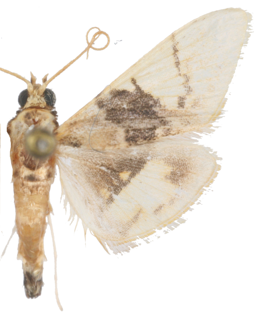 Noctuelia sp. 4