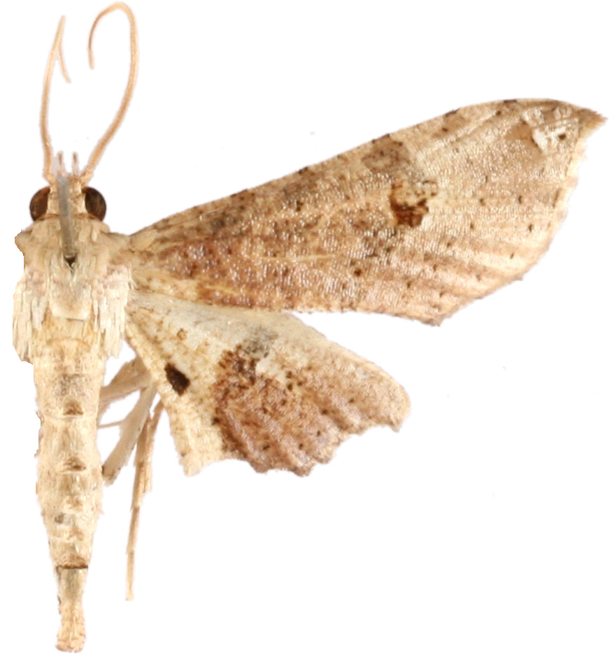 Novobelura dohertyi Warren