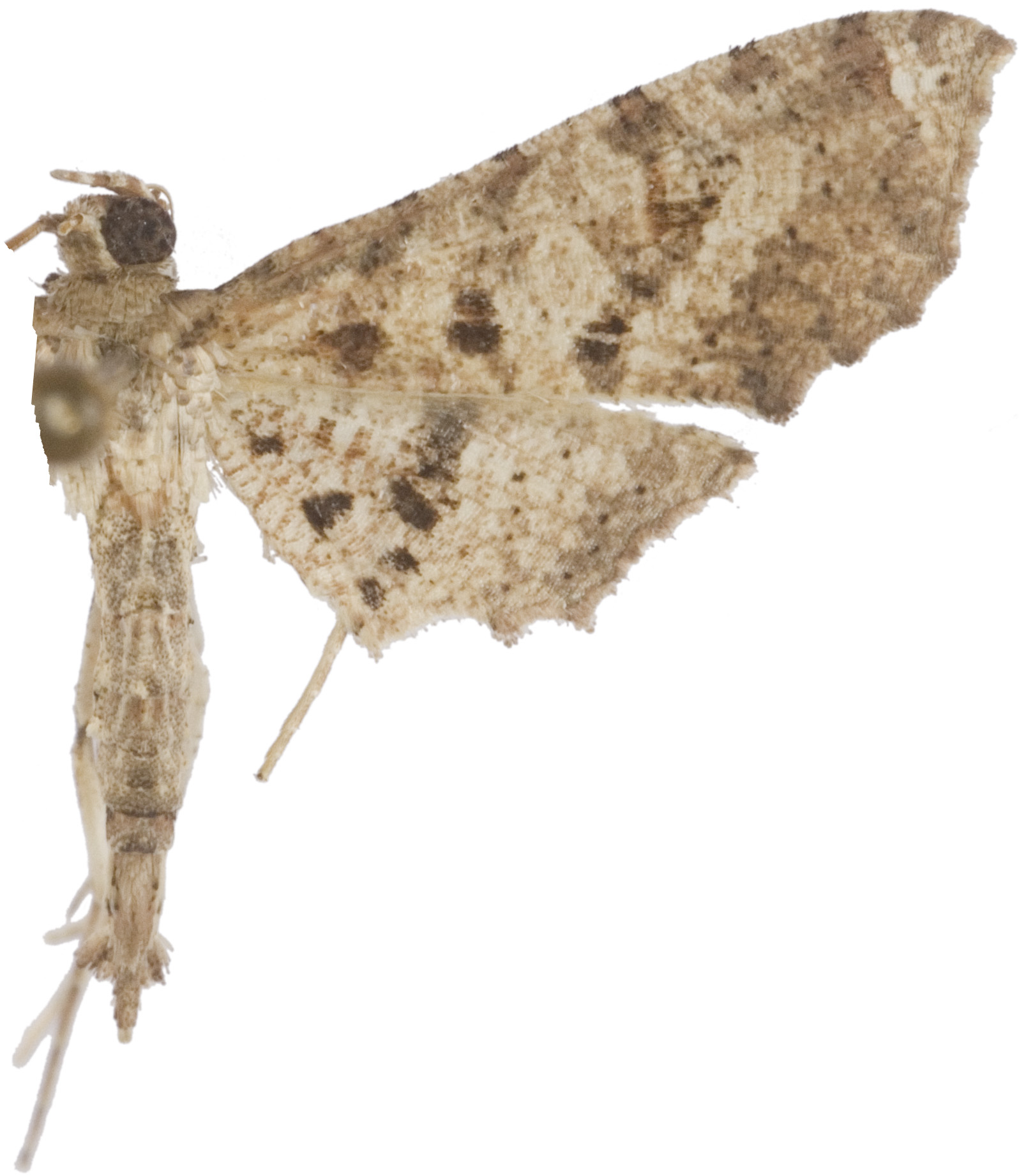 Novobelura dohertyi Warren specimen plate