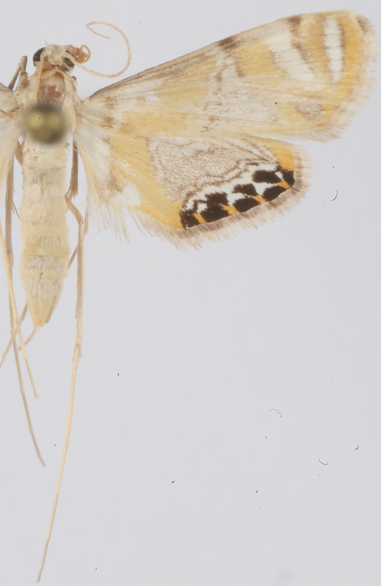 Nymphicula dilucidalis Guerin-Meneville