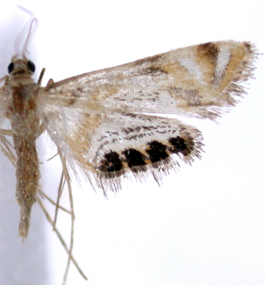 Nymphicula drusiusalis Walker