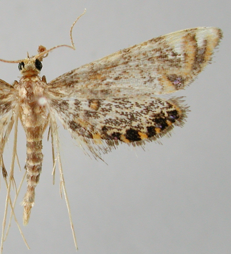 Nymphicula kinabaluensis Mey