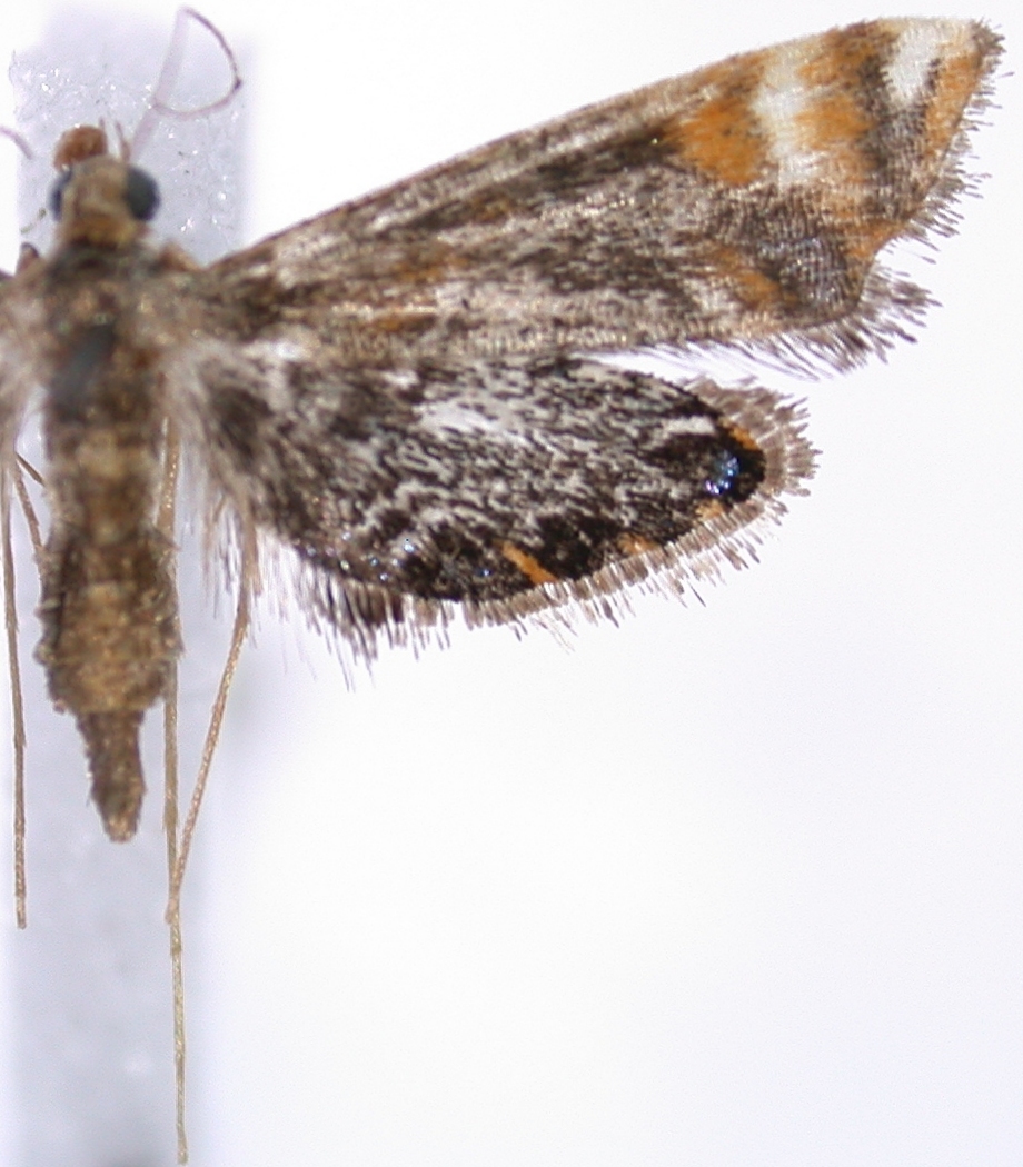 Nymphicula sp. 10