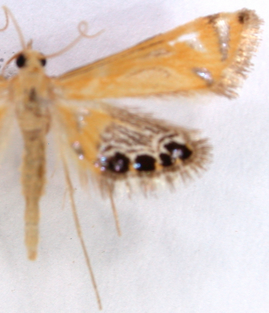 Nymphicula sp. 6