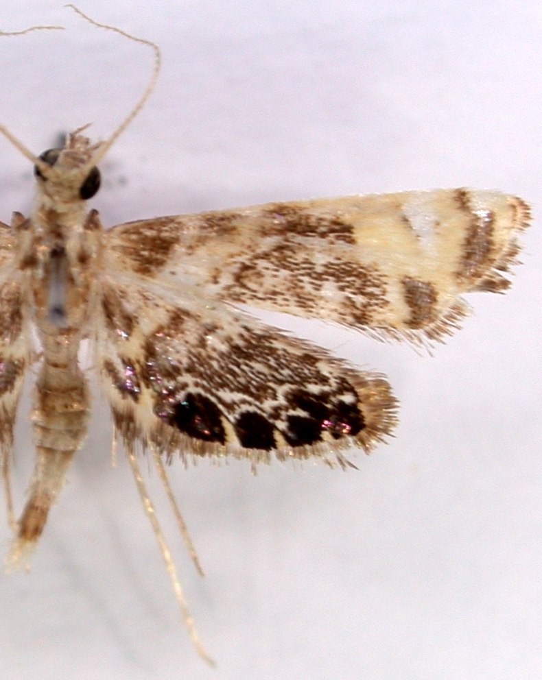 Nymphicula sp. 7
