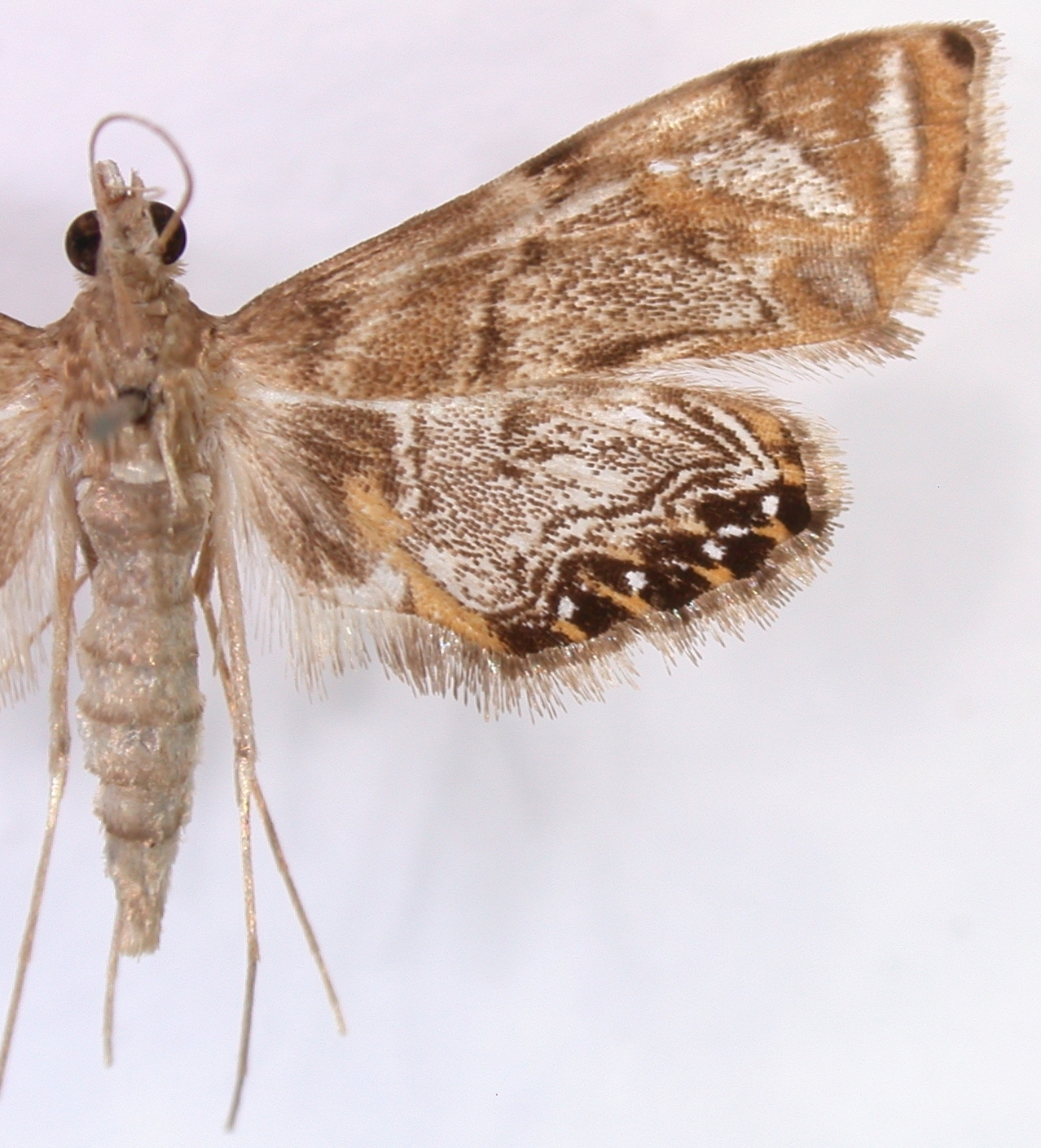 Nymphicula sp. 8