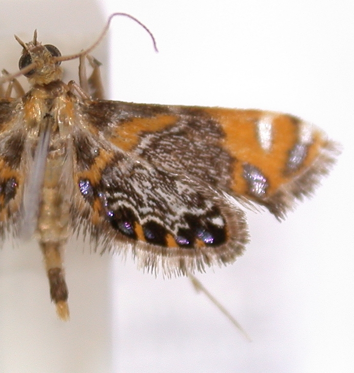 Nymphicula sp. 9