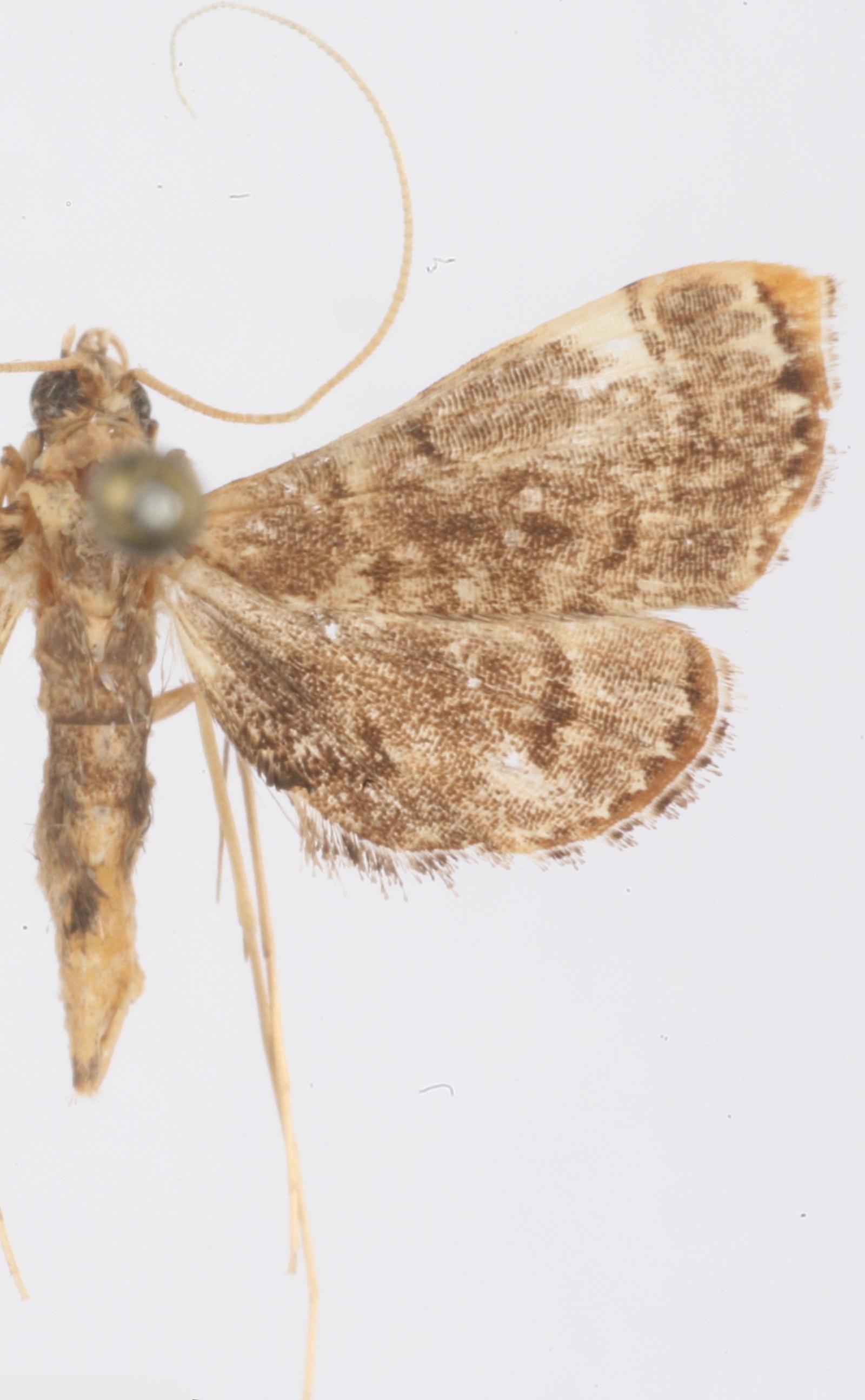 Nymphula drancesalis Walker specimen plate