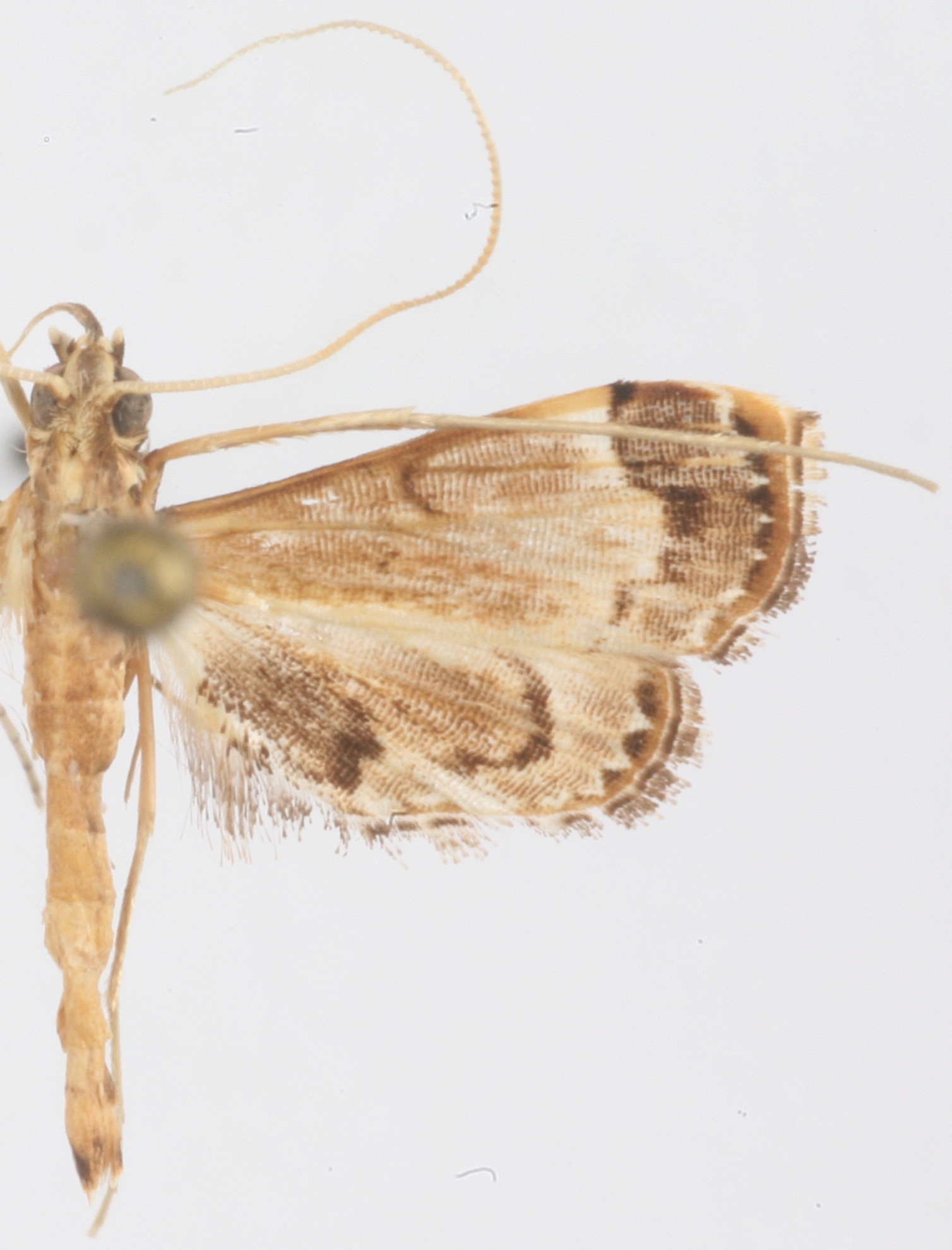 Nymphula drancesalis Walker