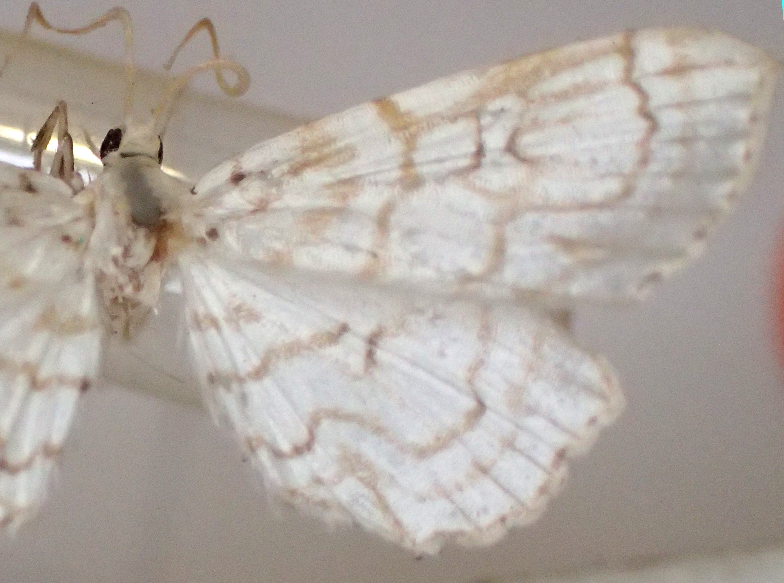 Eoophyla palleuca Hampson