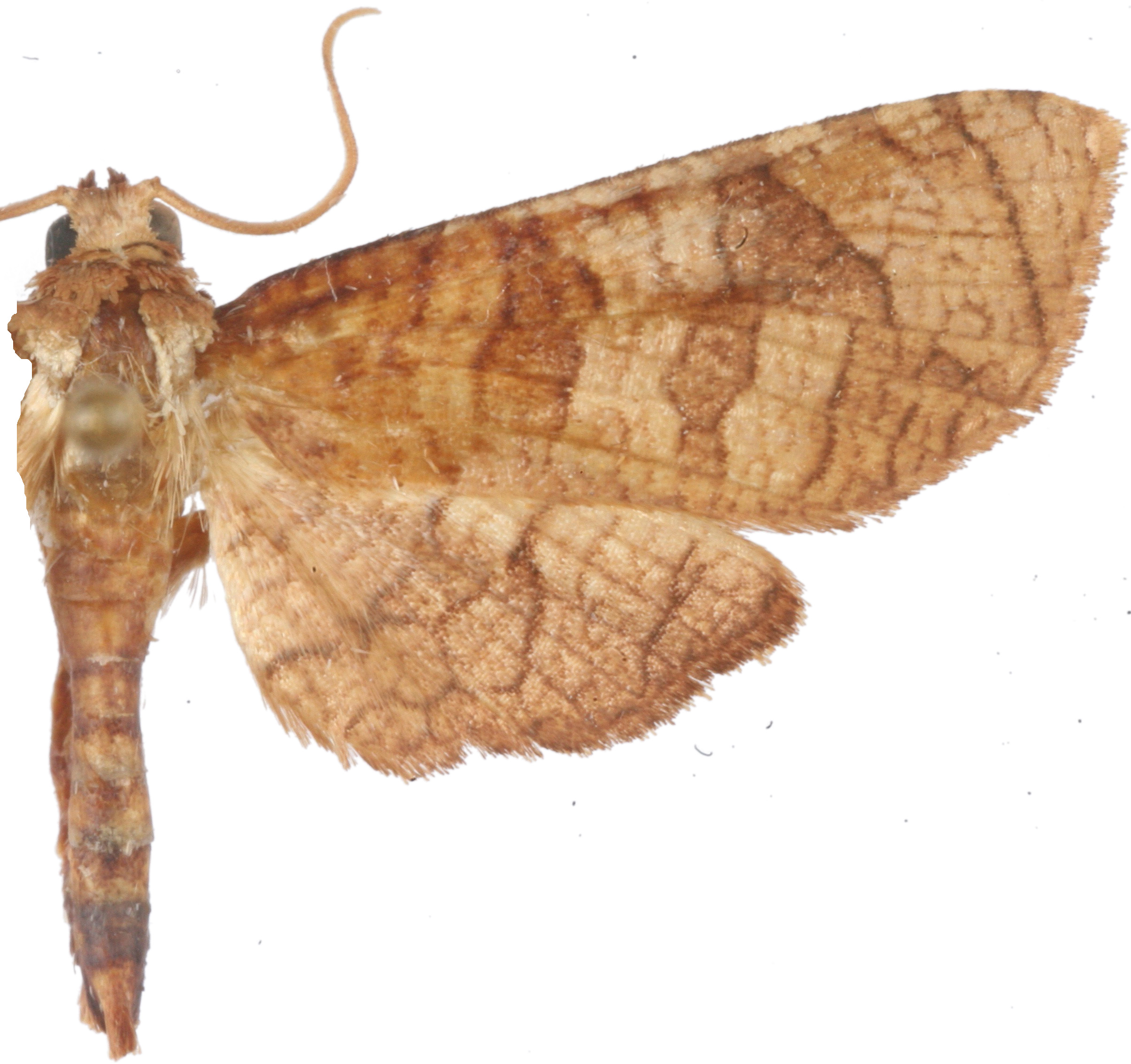 Opula lepida Warren