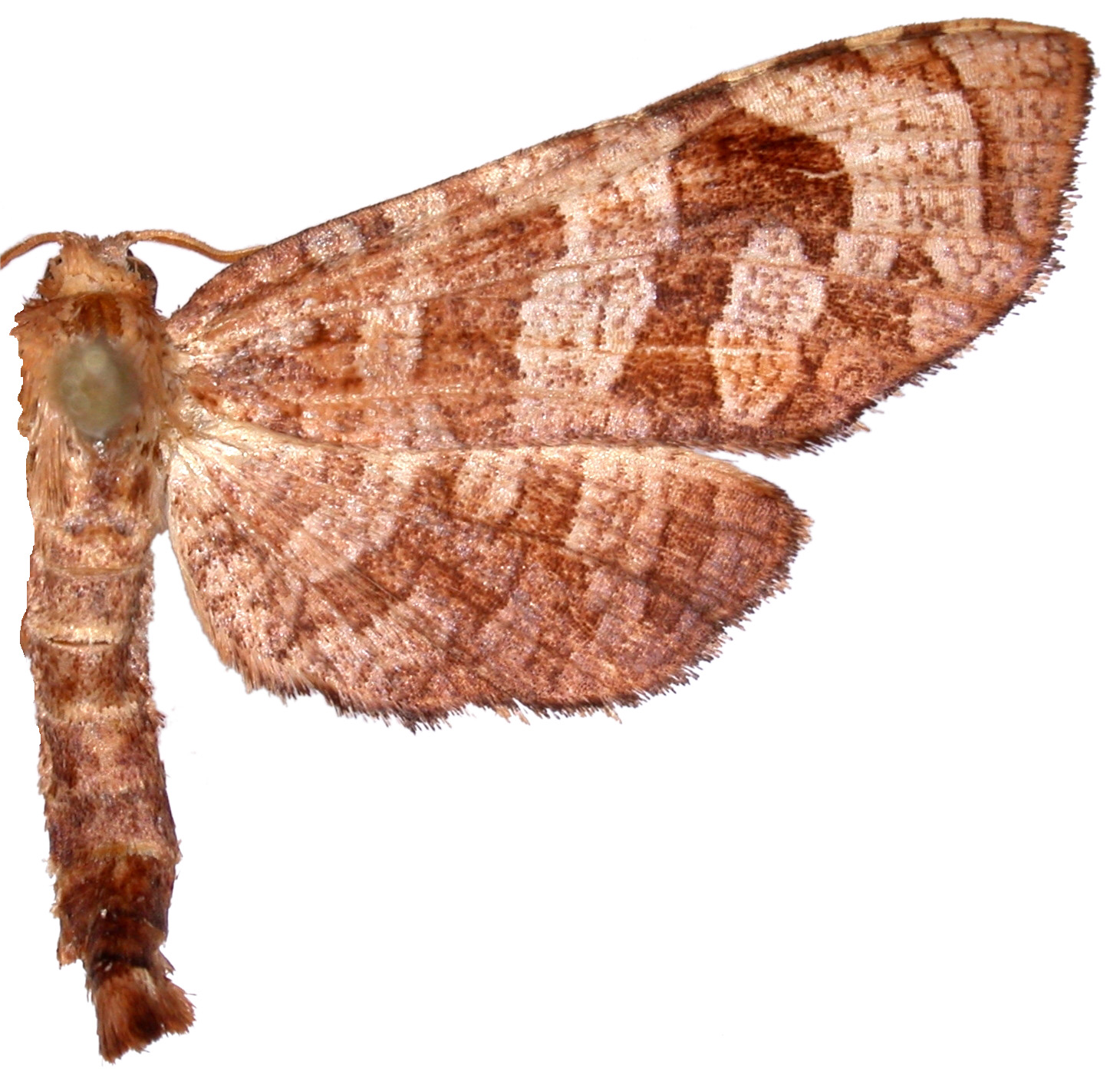 Opula sp. 1