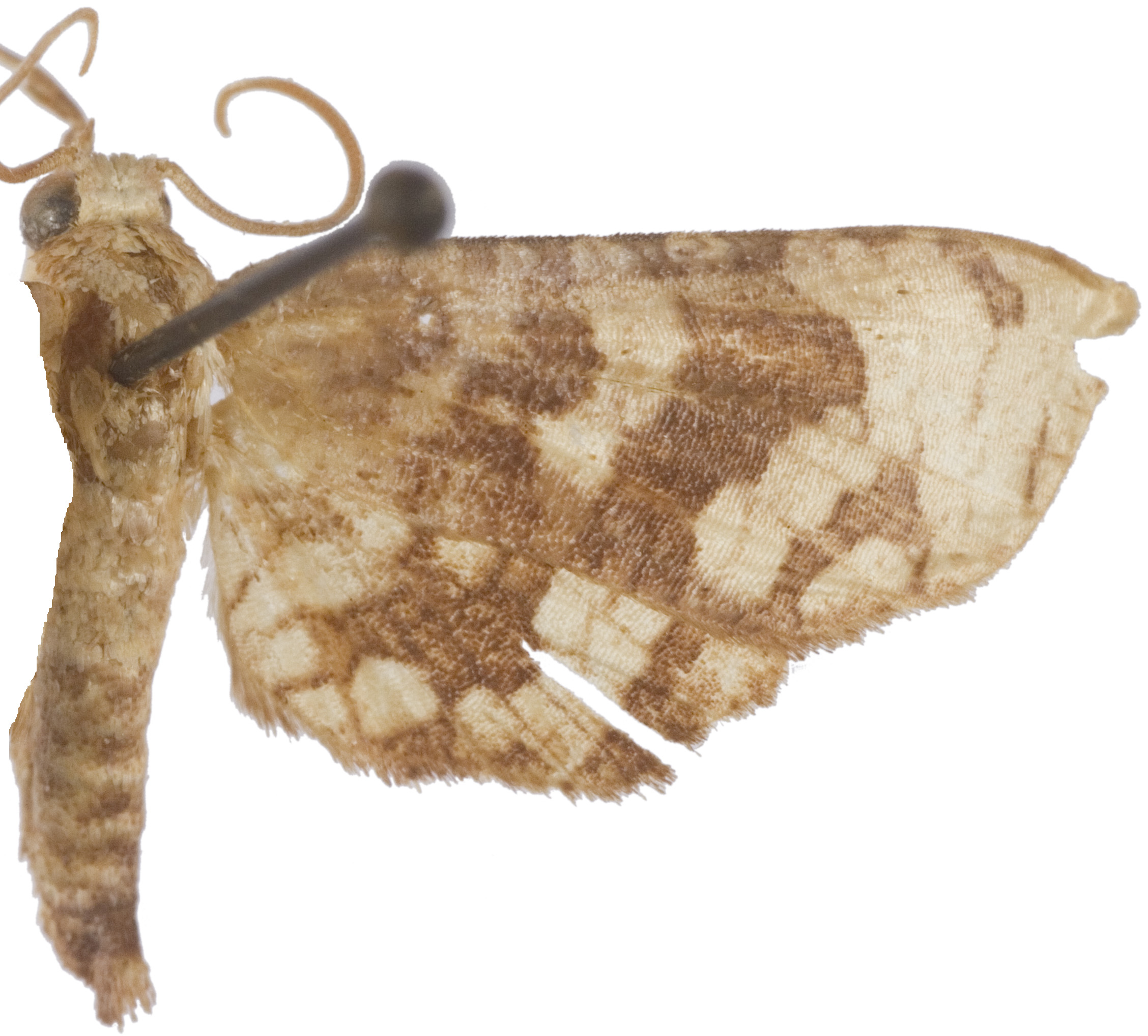 Opula sp. 2