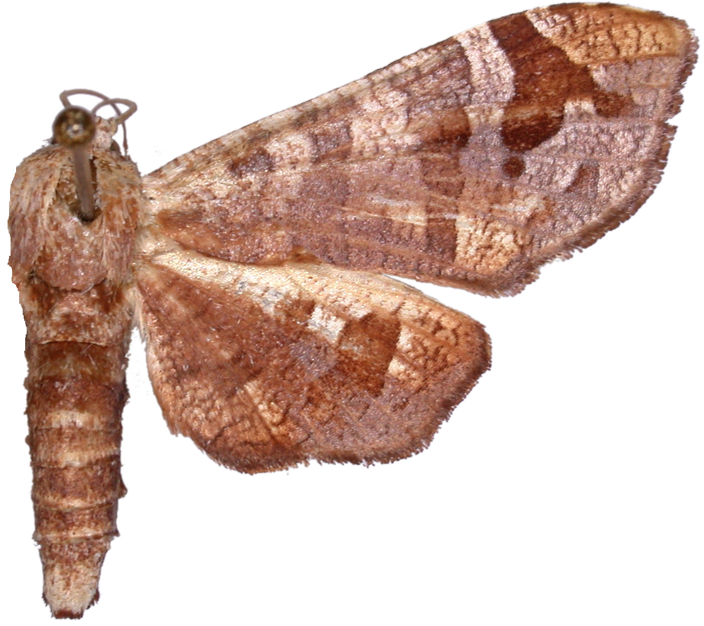 Opula sp. 3