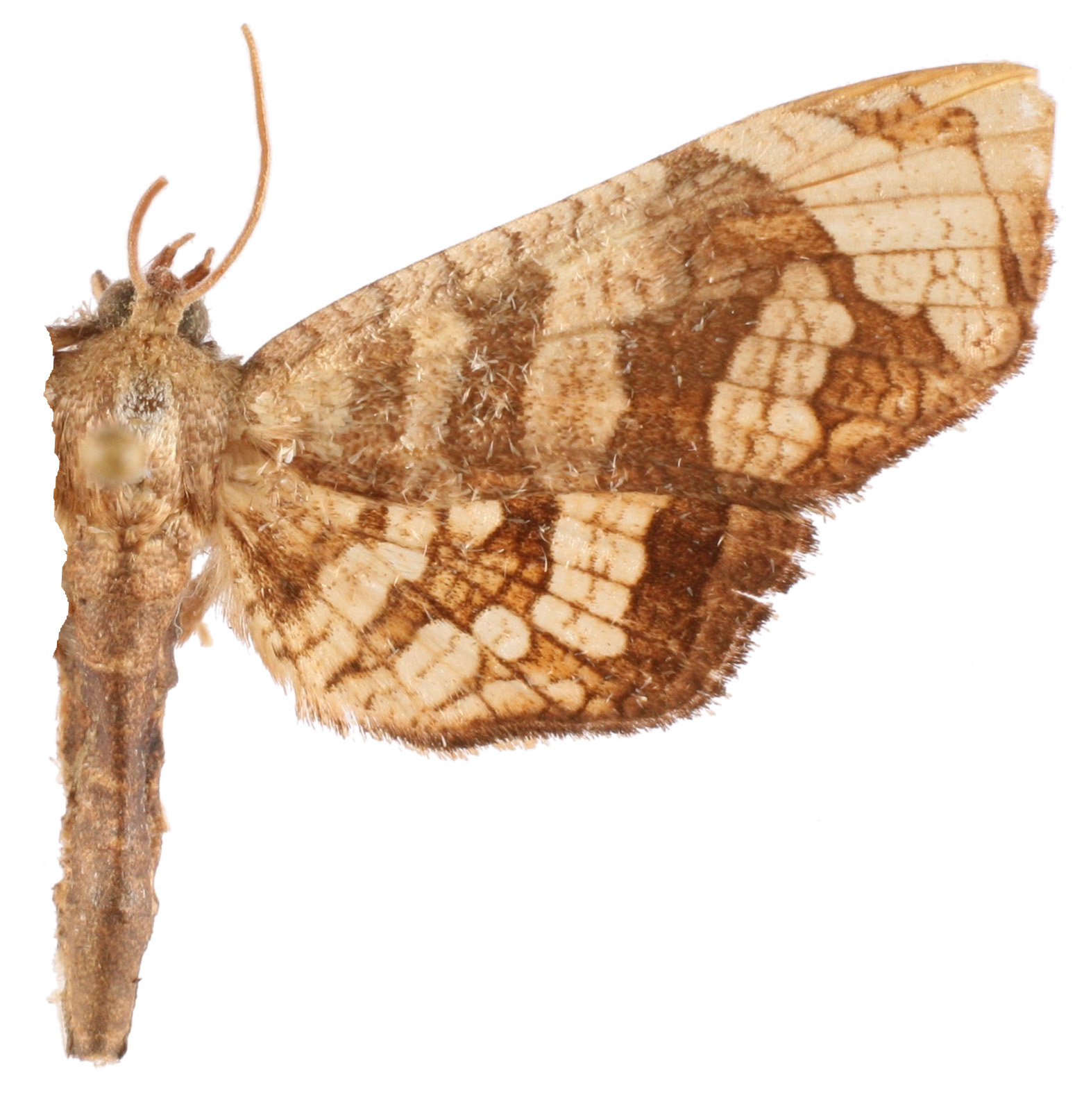 Opula sp. 4