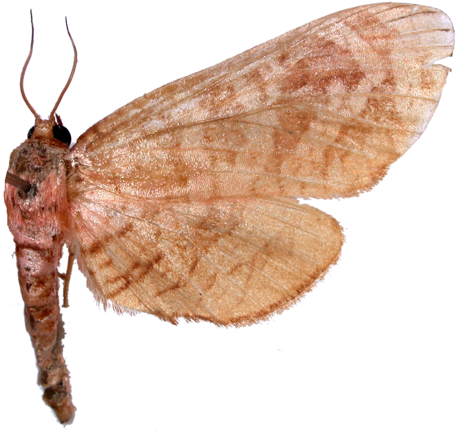 Opula sp. 5