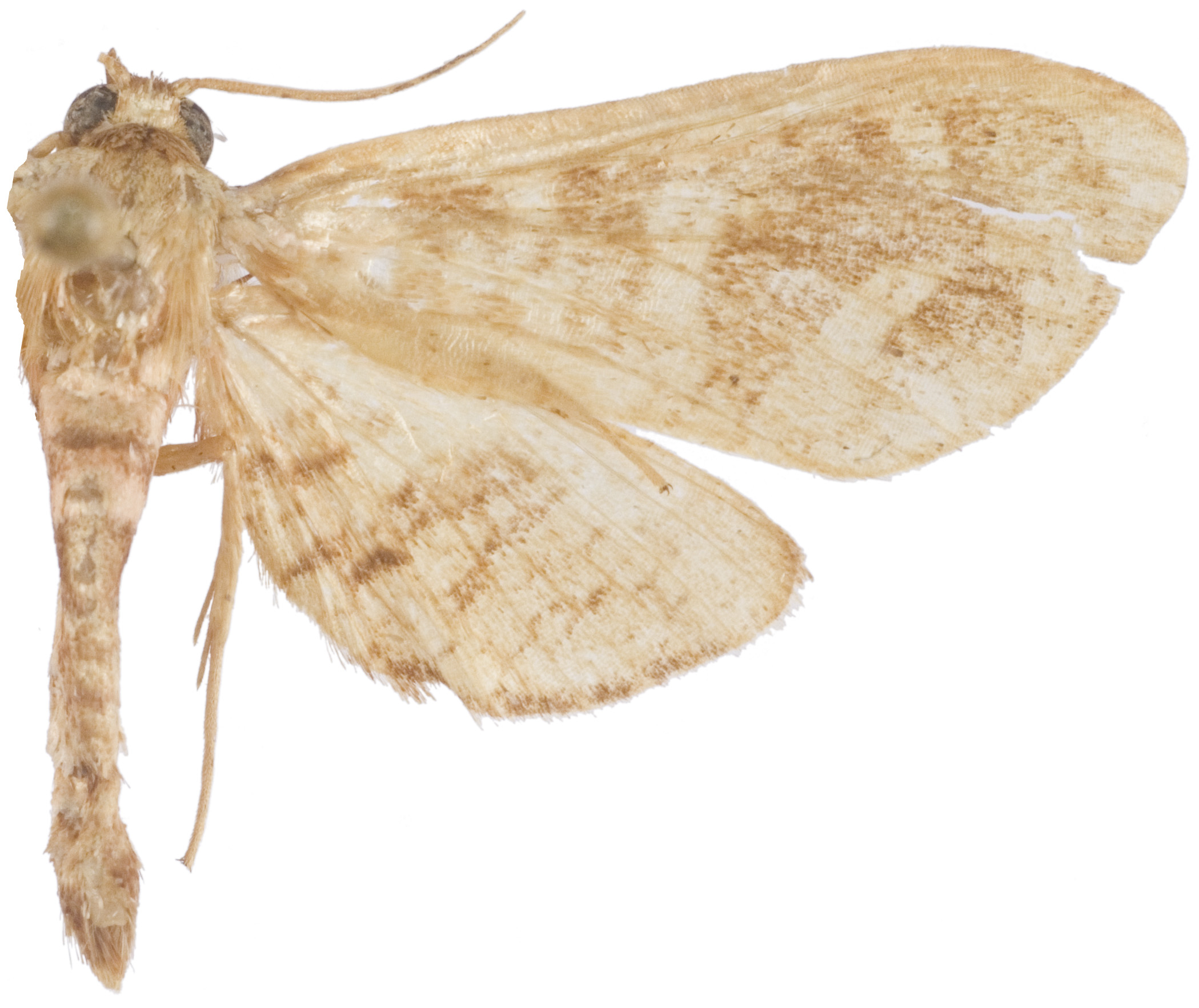 Opula sp. 6