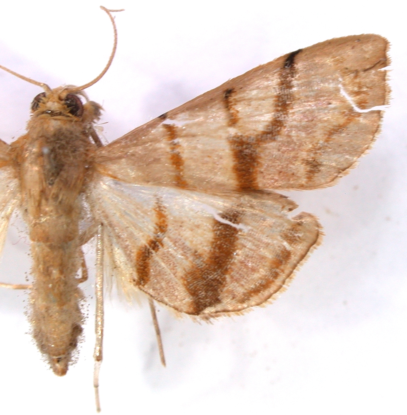 Pagyda pullalis Swinhoe