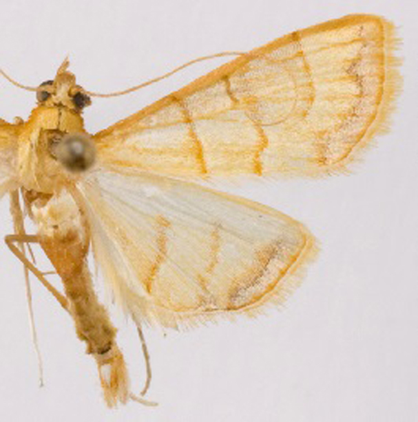 Pagyda sp. 1