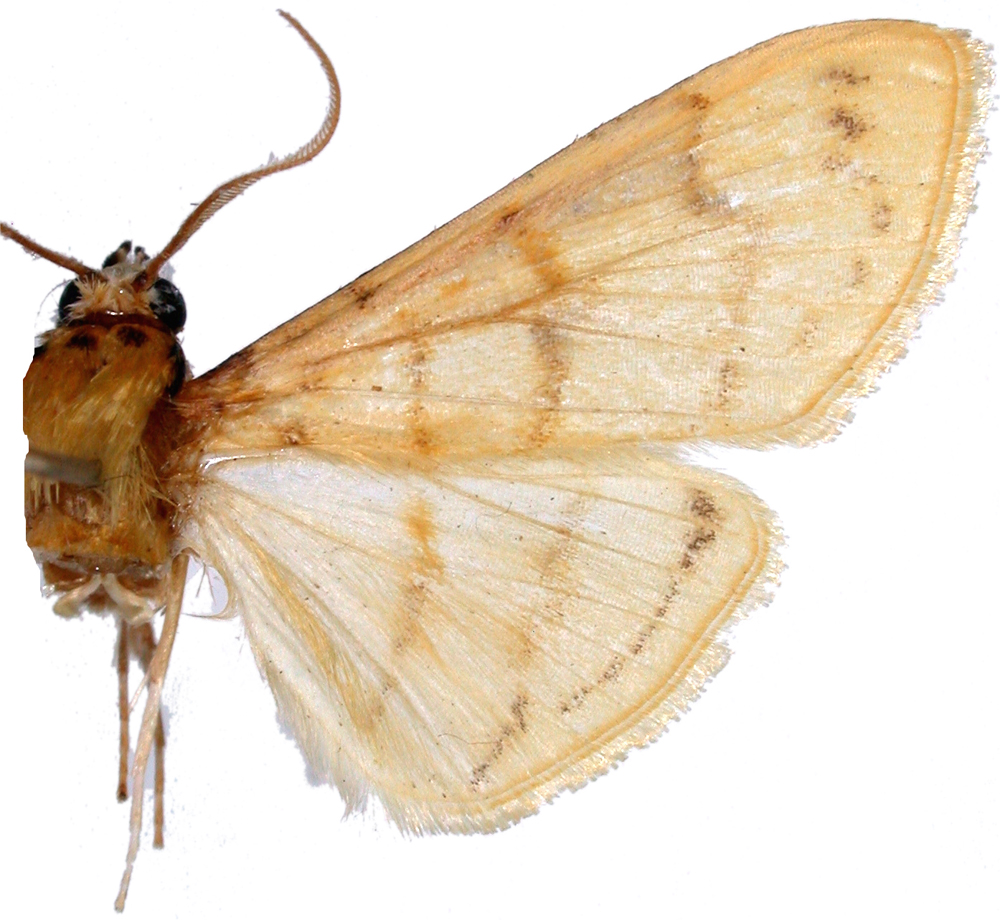 Pagyda sp. 2