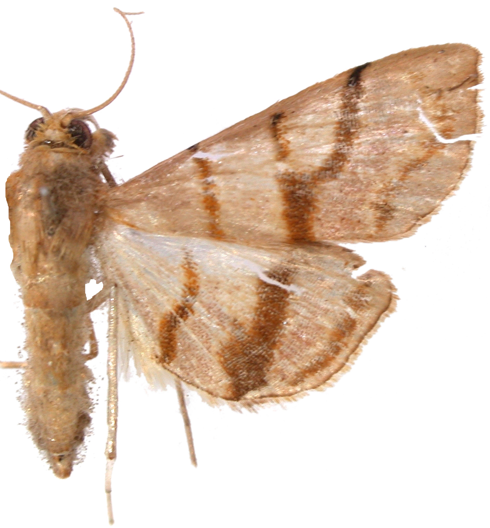 "Pagyda" sp. 3