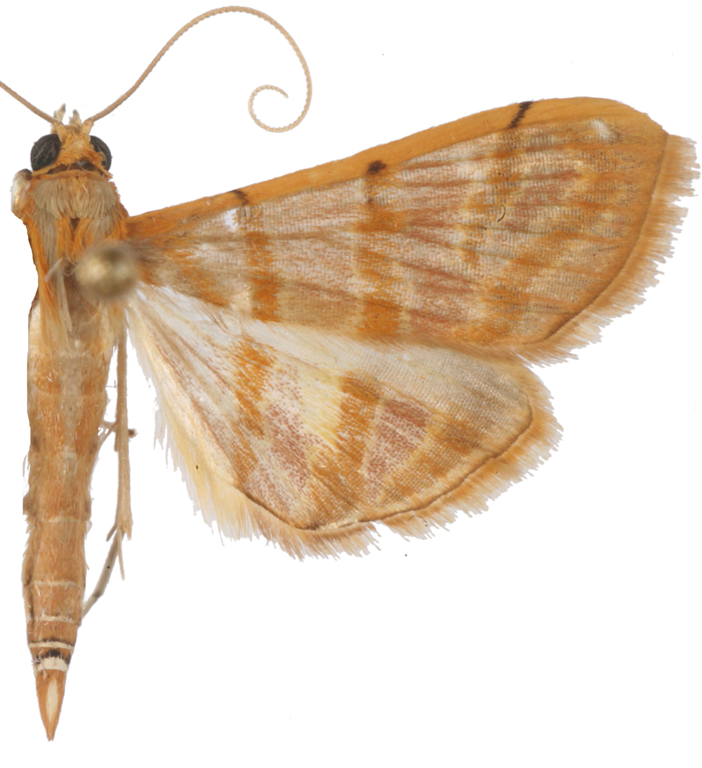 Pagyda sp. 5