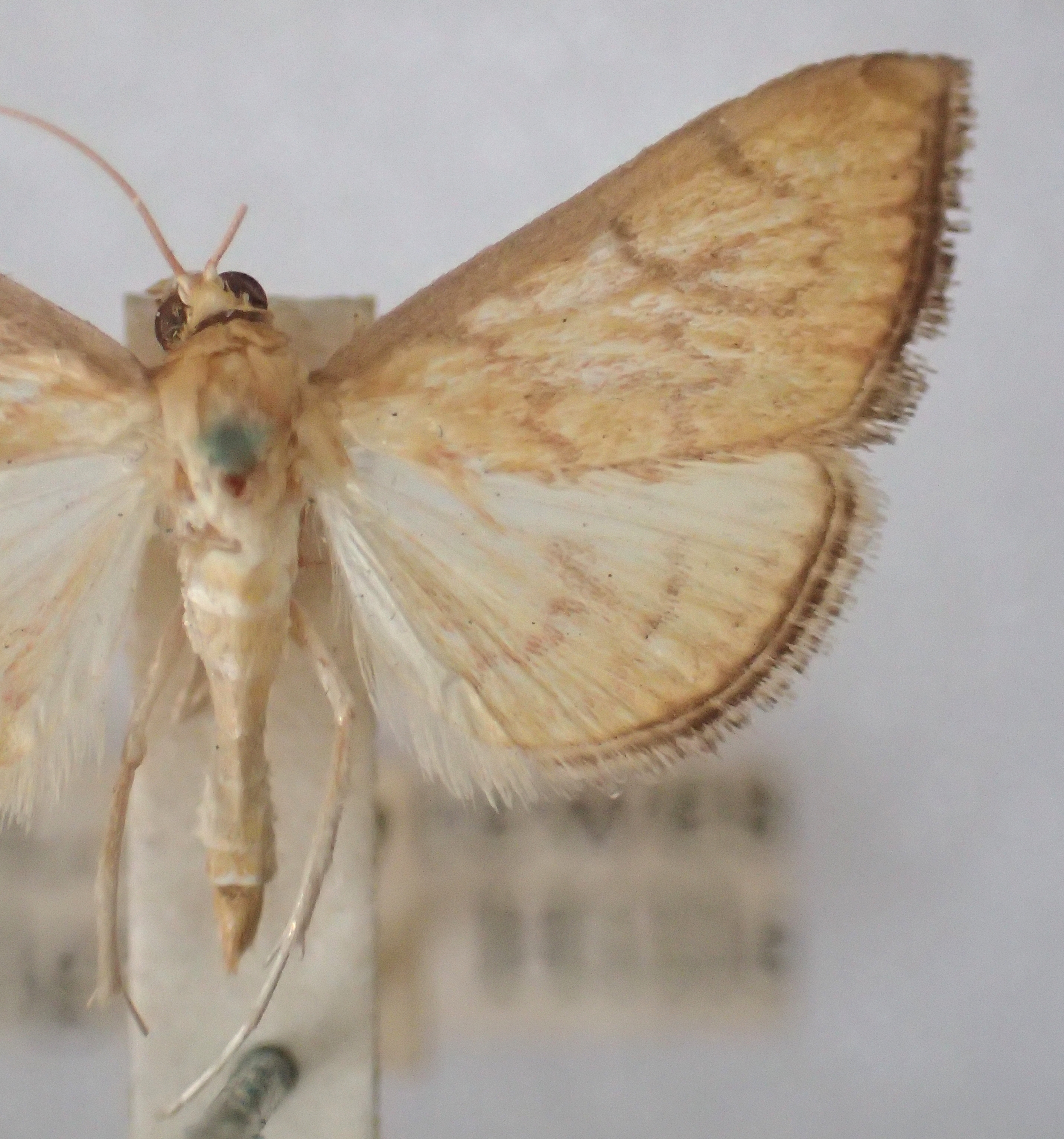 Paliga machoeralis Walker