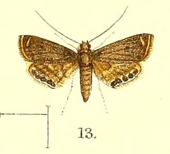 Paracataclysta fuscalis Hampson