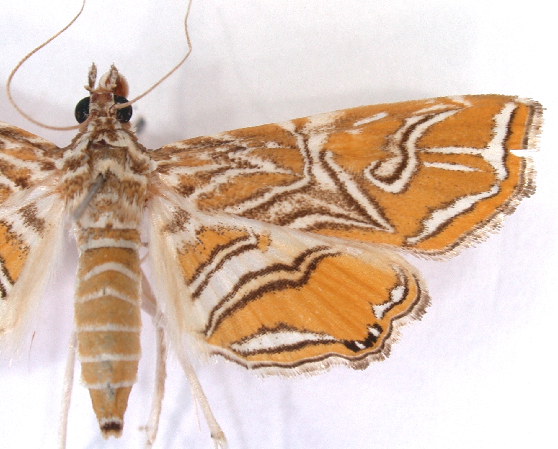 Paracataclysta aurantialis Swinhoe