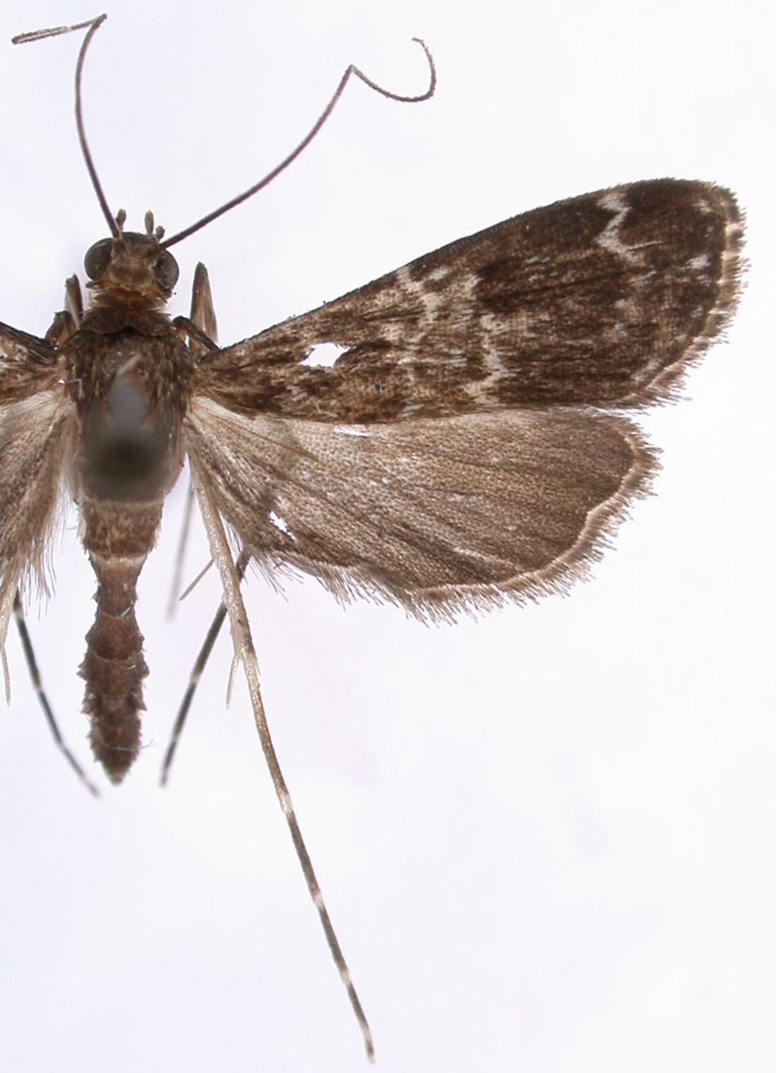 "Paracymoriza" nigra Warren