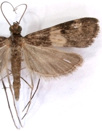 "Paracymoriza" sp. 3