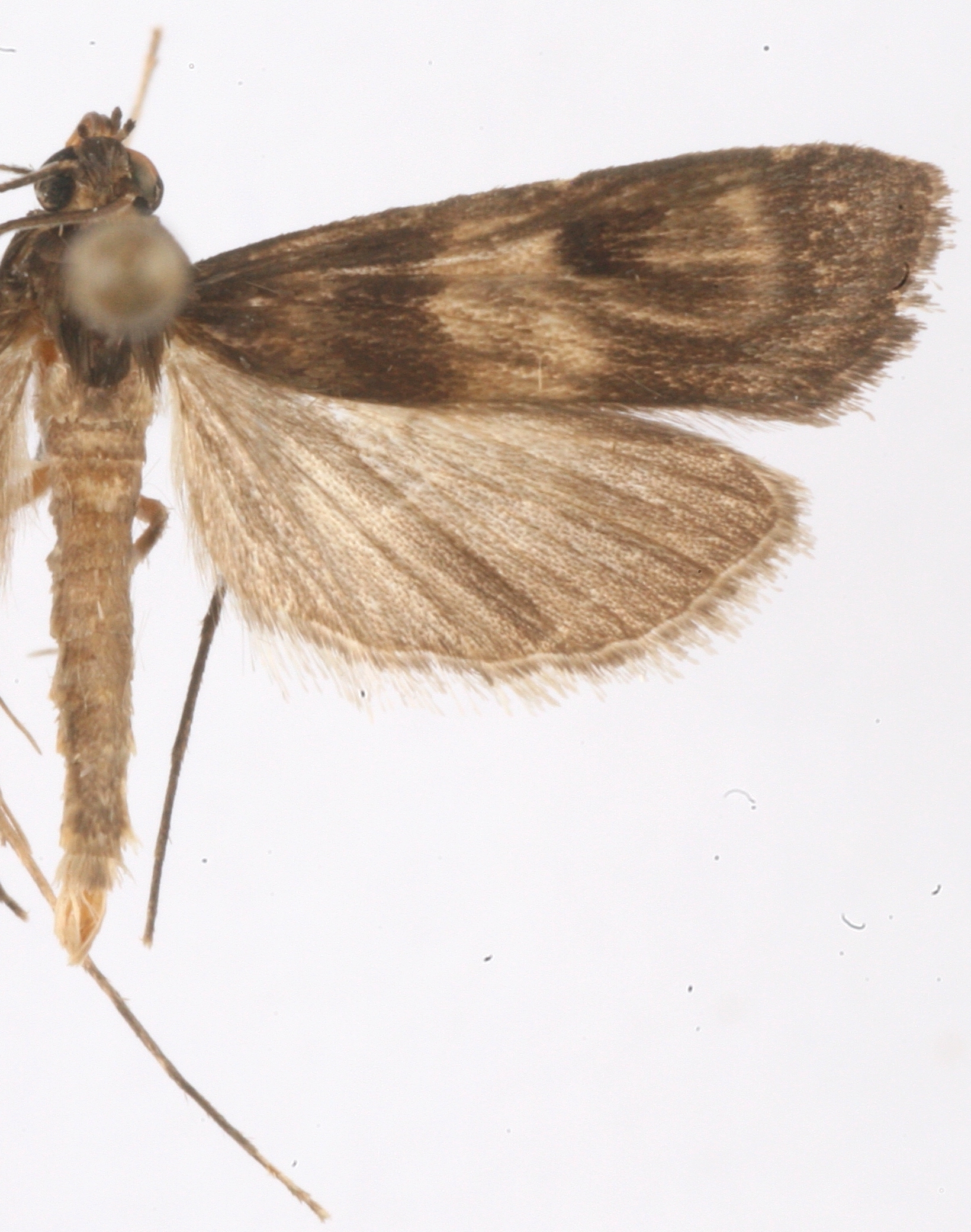 "Paracymoriza" sp. 5