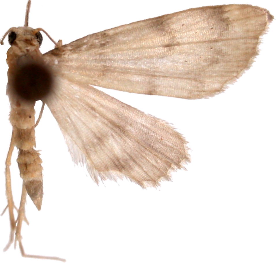 Parapoynx sp. 1 specimen plate