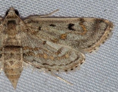 Parapoynx crisonalis Walker