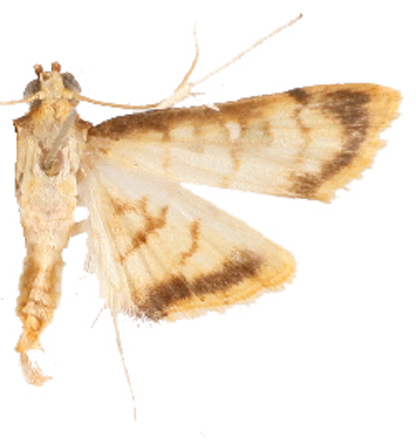 Paratalanta sp. 1