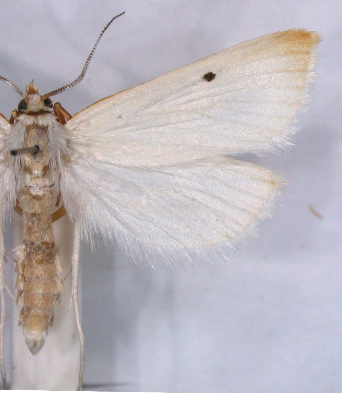 Patissa xanthoperas Hampson