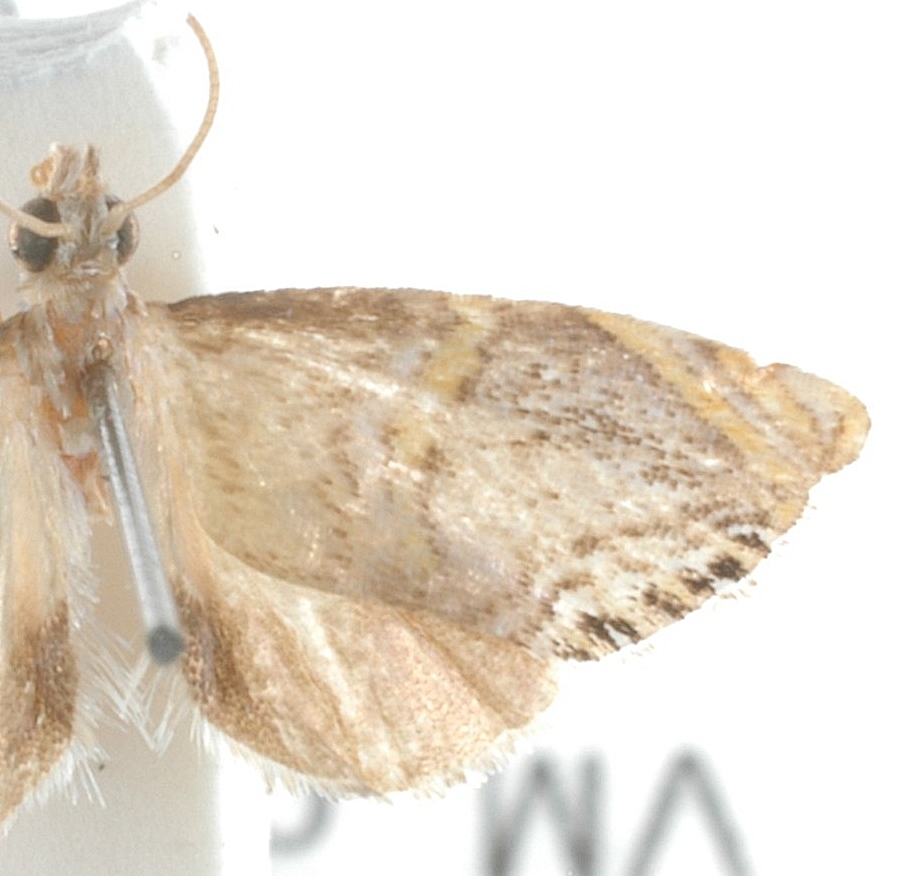 Peniculimius Sp. 1