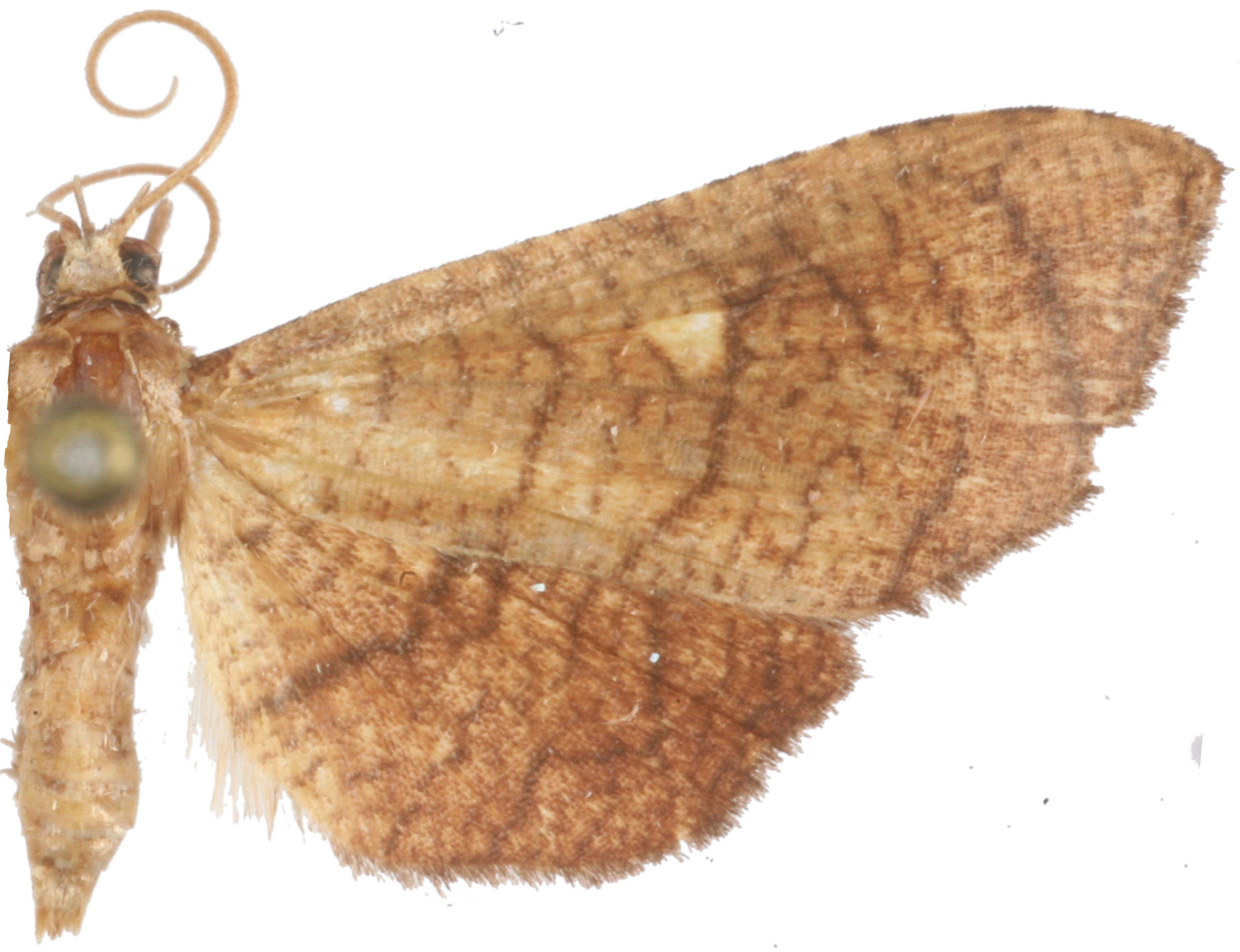 Pharambara micacealis Walker